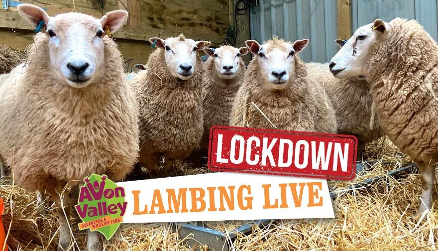 Lockdown Lambing Live with Avon Valley Country Park
