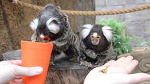 Marmosets experience at Longleat