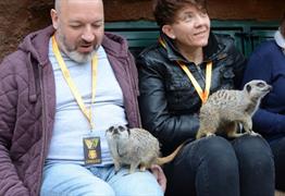 Meerkat experience at Longleat