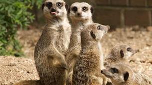 Meet the meerkats at Bristol Zoo Gardens