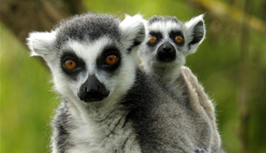 Get up close with Lemurs at Bristol Zoo Gardens
