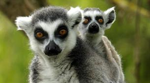 Get up close with Lemurs at Bristol Zoo Gardens