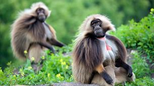 Gelada experience at Wild Place Project
