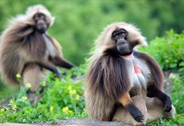 Gelada experience at Wild Place Project
