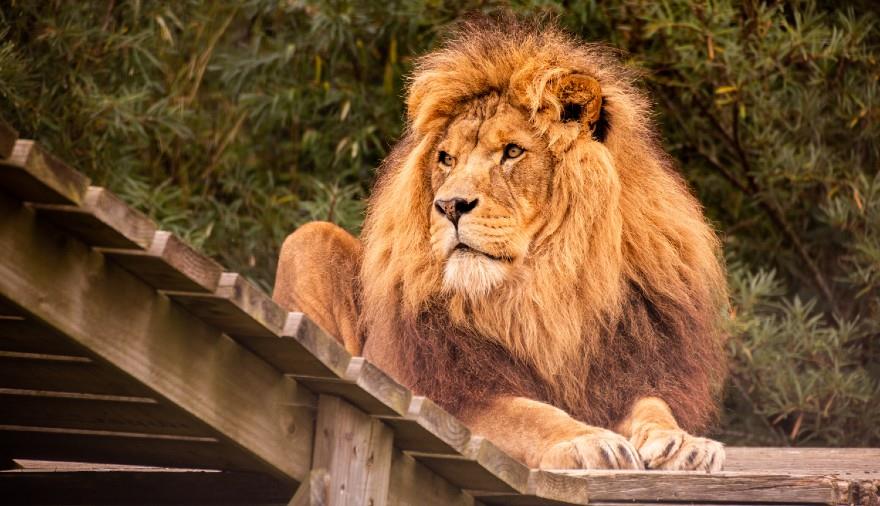 Lion encounter at Noah's Ark Zoo Farm