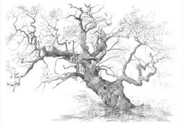 Greyscale pencil drawing of an oak tree