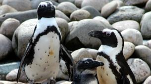 Meet the penguins at Bristol Zoo Gardens