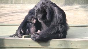 Siamang Gibbon at Noah's Ark Zoo Farm
