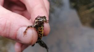 hand holding newt