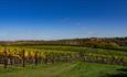 Wine Vinyard and sky view