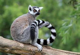 Wild Place Project Bristol: Ringtail Lemur