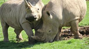 Rhinos at Noah's Ark Zoo Farm