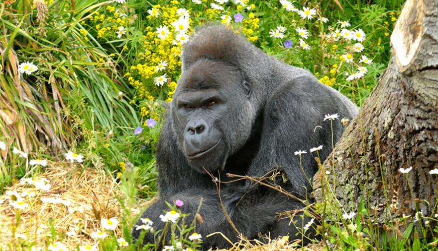 Gorilla VIP Experience at Bristol Zoo Gardens