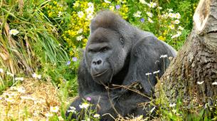 Gorilla VIP Experience at Bristol Zoo Gardens