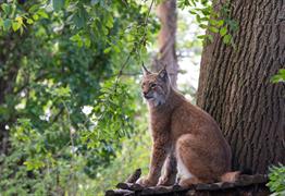 A lynx sitting on a tree branch at Bristol Zoo Project