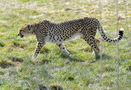 New Cheetah Experience at Wild Place Project