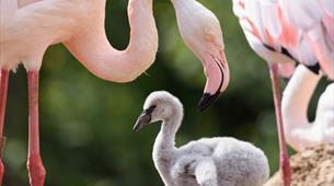 WWT Slimbridge Wetland Centre Flamingos