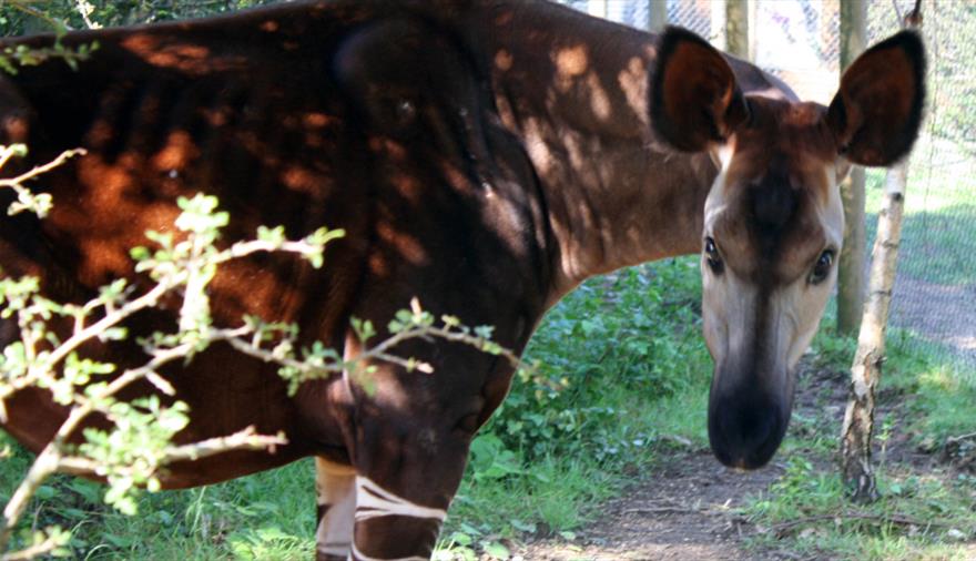 Feed the okapi at Wild Place Project - Visit Bristol