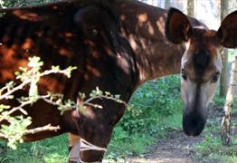 Feed the okapi at Wild Place Project
