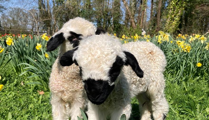 White baby lambs with black fluffy faces