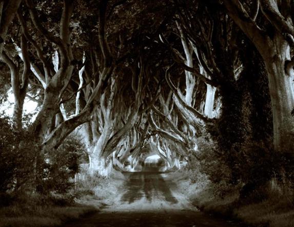 The dark hedges in black and white, looking scary