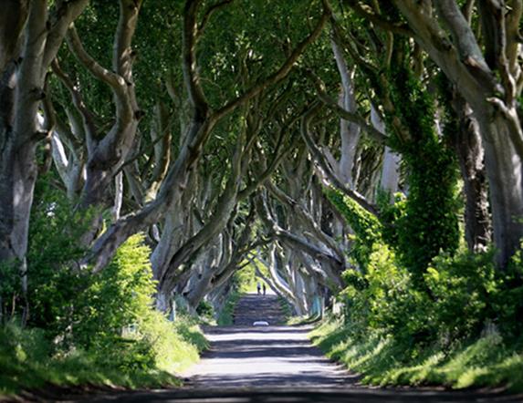 The Dark Hedges