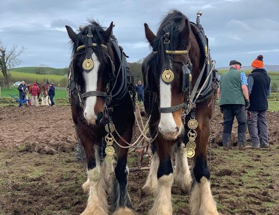 two clydsedale horses face the camera, wearing traditional ploughing gear