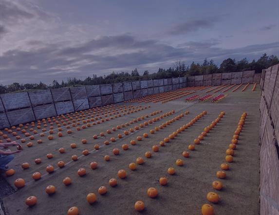 Rosepark Pumpkin Patch