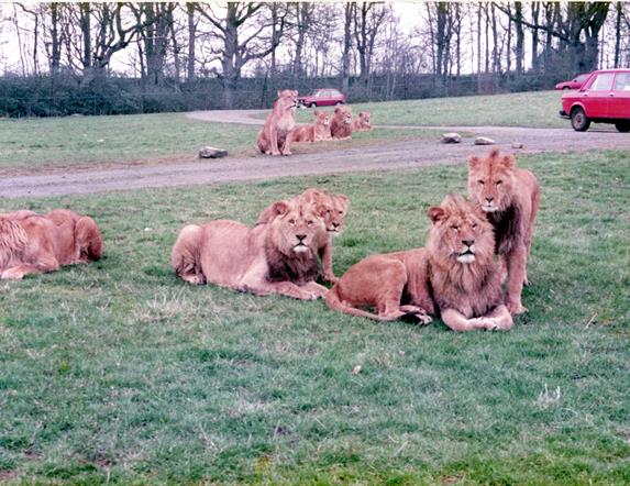 Lions at the Safari Park