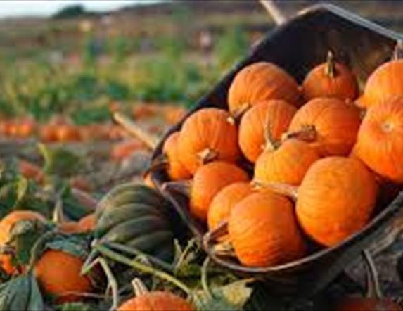 a wheelbarrow filled with pumpkins on a pumpkin patch