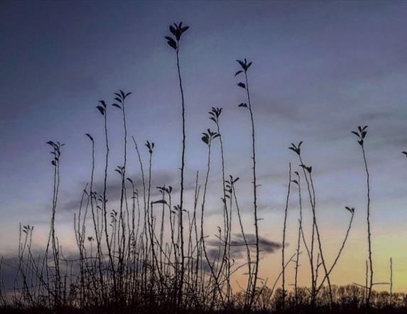 image at sunset looking outside at the shadow of some grasses and flowers