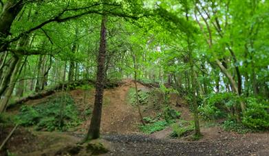 section of waymarked trail through Somerset Forest