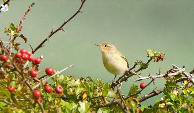 A photograph of a bird on a branch.