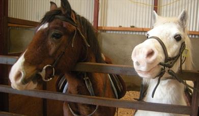 Faughanvale Stables - Riding School, Pony Club and Trekking Centre