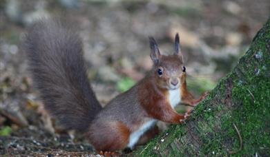 Red Squirrel