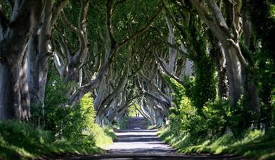 The Dark Hedges