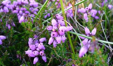 Purple flowers at Breen Oakwood