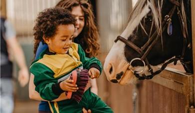 Child brushing a pony in a stable.