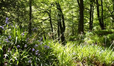 bluebells and woodland at Errigal Glen