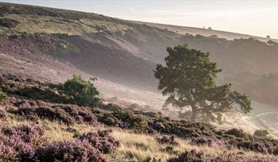 a wild open landscape 