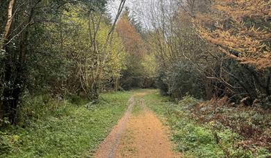 Trail through Ballykelly Forest