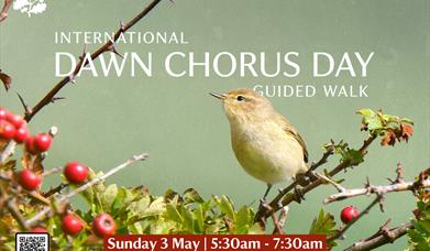 A promotional poster for an “International Dawn Chorus Day – Guided Walk" at Downhill Demesne. The background features a small songbird perched on a b