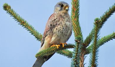 a bird of prey perched on top of a tree
