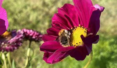 a bee rests in a flower