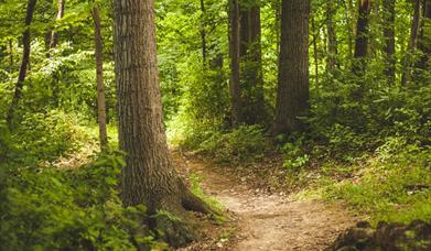 Image of a forest with a path wining through between tall trees.