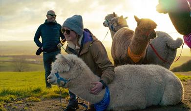 At sunset on a hillside with views to the horizon, a lady wearing a hat, sunglasses and a warm coat has her arm around the neck of an alpaca who is re