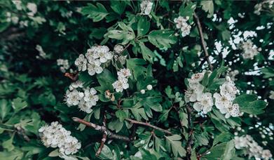 Green leaves and small white flowers.