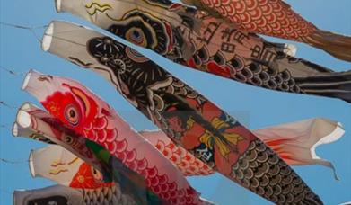 Salmon windsocks of different colours