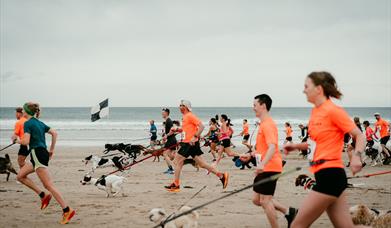 people run a race with their dogs on the beach