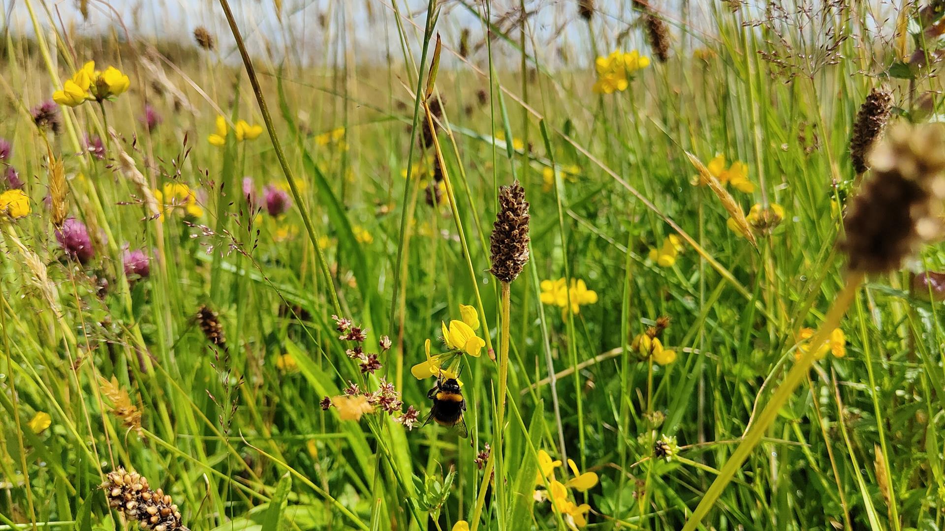 close up of a grassy field featuring wild flowers and rushes